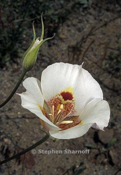 calochortus venustus 8 graphic